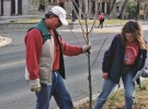Broadway-downtown-planting-7