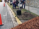 Broadway-downtown-planting-8